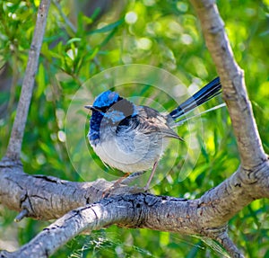Superb Fairy Wren on a windy day photo