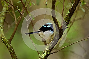 Superb fairywren