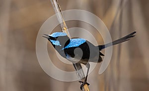 Superb fairywren calling chirping with copy space