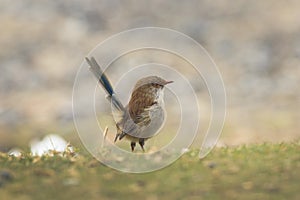 Superb Fairywren Malurus cyaneus in eclipse