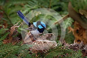 Superb Fairywren - Malurus cyaneus - passerine bird in the Australasian wren family, Maluridae, and is common and familiar across