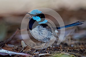 Superb Fairywren - Malurus cyaneus - passerine bird in the Australasian wren family, Maluridae, and is common and familiar across