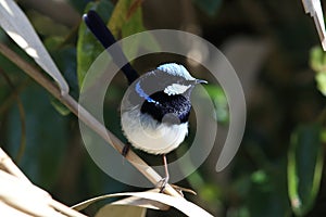 Superb Fairywren (Malurus cyaneus)  Queensland Australia