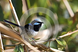 Superb Fairywren (Malurus cyaneus)  Queensland Australia