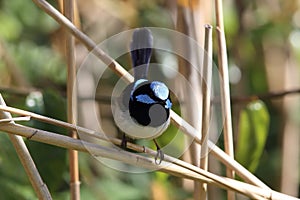 Superb Fairywren (Malurus cyaneus)  Queensland Australia