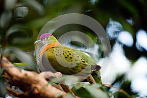 Superb Fruit dove