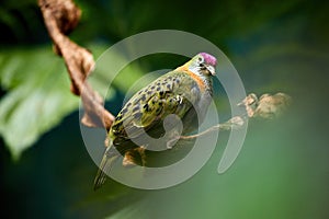 Superb fruit dove, Ptilinopus superbus, colorful dove native to the rainforests of New Guinea, Australia, Solomon Islands