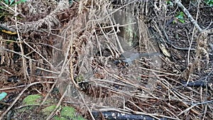 Superb Lyrebird (Menura novaehollandiae)