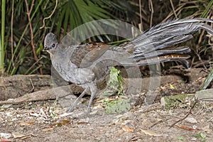 Superb Lyrebird