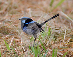 Superb Male Blue Wren photo