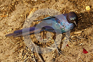 Superb Starling Meves irridescent lumage