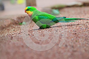 Superb parrot