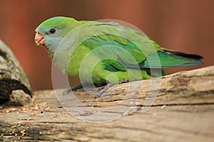 Superb parrot photo