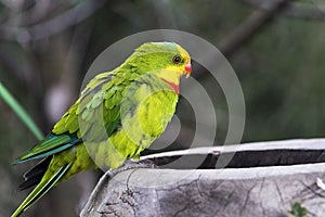 Superb parrot (side face)