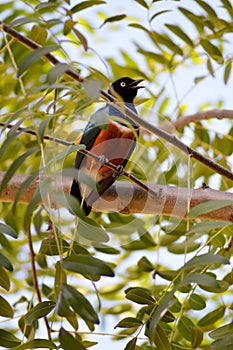 Superb shepherd on a tree