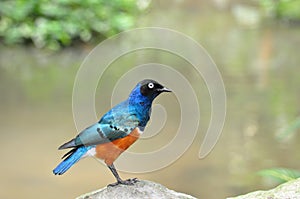 Superb starling