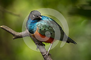 Superb Starling photo