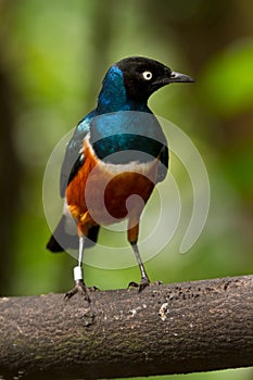 Superb Starling