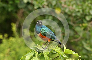 Superb Starling