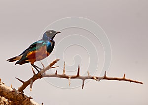 Superb Starling