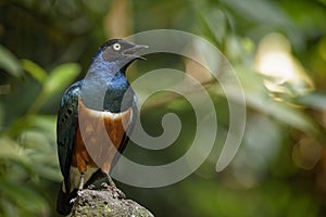 Superb Starling