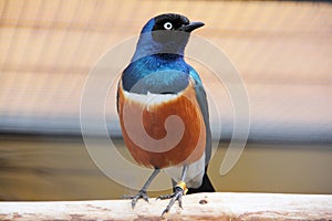 Superb Starling