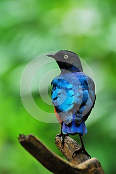 Superb Starling Bird