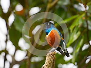 Superb starling bird