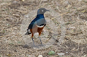 Superb starling, a bird of beautiful colors