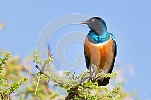 Superb Starling Bird, Lamprotornis superbus.