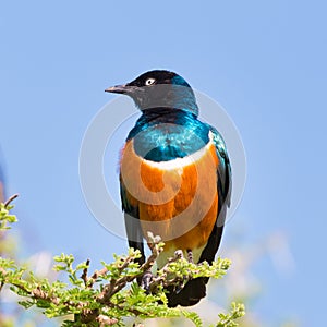 Superb Starling Bird, Lamprotornis superbus. photo
