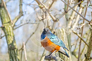 Superb Starling Blue and Red Orange African Bird Face-On Portrait