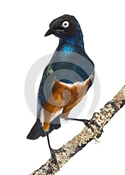 Superb Starling on a branch - Lamprotornis superbus