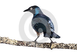 Superb Starling on a branch - Lamprotornis superbus photo