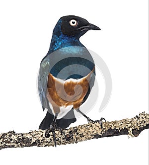 Superb Starling on a branch - Lamprotornis superbus photo