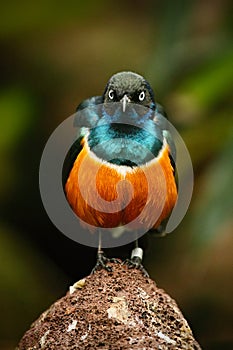 Superb Starling, exotic blue and orange bird, face to face view, sitting on the stone, found in south-east Sudan, north-east