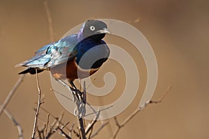 Superb starling, Kenya