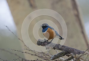 Superb Starling at lake Naivasha,Kenya,Africa