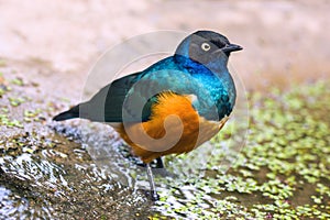 Superb Starling (Lamprotornis superbus) photo