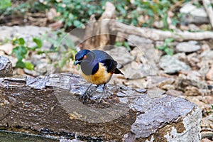 Superb Starling Lamprotornis superbus bird