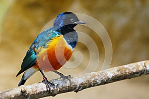 The Superb Starling Lamprotornis superbus sitting on the branch