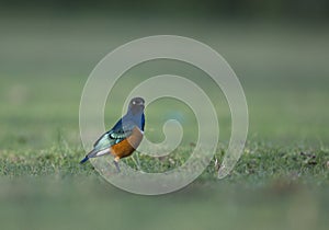 Superb Starling at Masai Mara GAme Reserve,Kenya,Africa