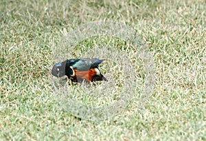 Superb Starling moving its head