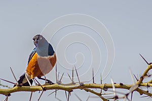 Superb Starling with naughty look on a branch in the savannah of photo
