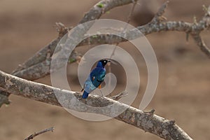 Superb Starling Perched on branch