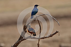 Superb Starling Perched on branch