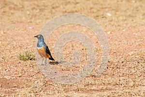 Superb Starling in the savannah grassland of the amboseli in Ken photo