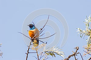 Superb Starling in the savannah grassland of the amboseli photo