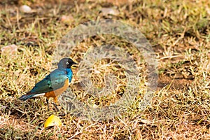 Superb Starling in the savannah grassland of the amboseli in Ken photo