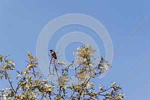 Superb Starling in the savannah grassland of the amboseli photo